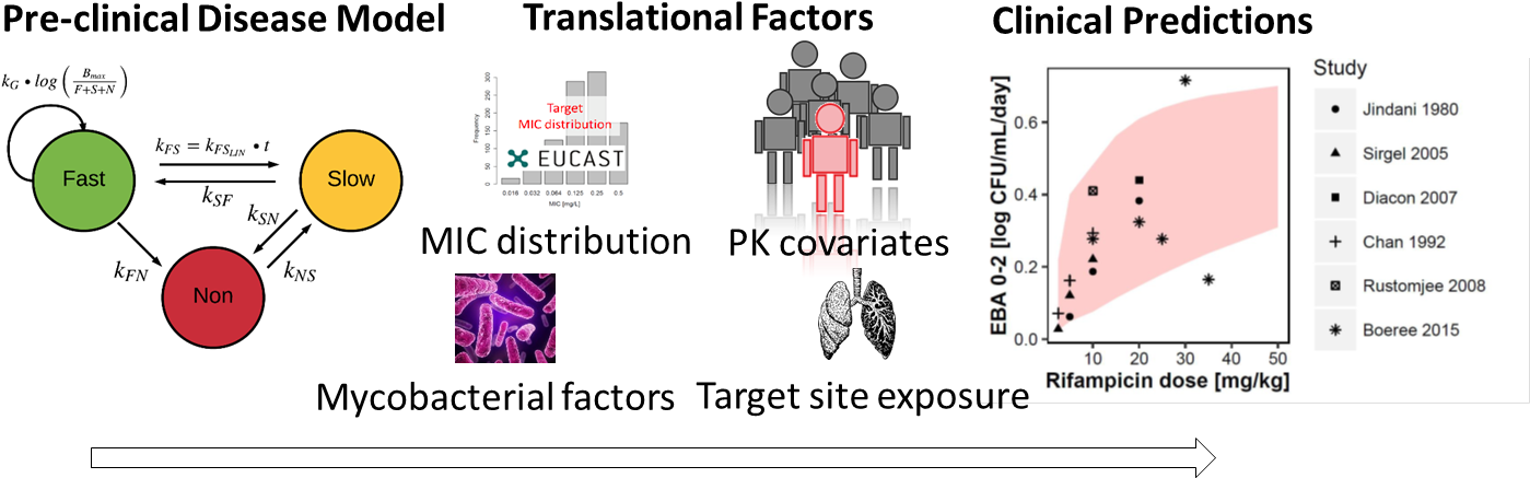 An Outline Of The Different Components Of The Preclinical (1421x458), Png Download