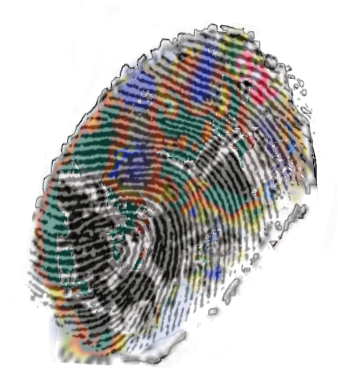 Giant Eagle Buckeye (700x600), Png Download