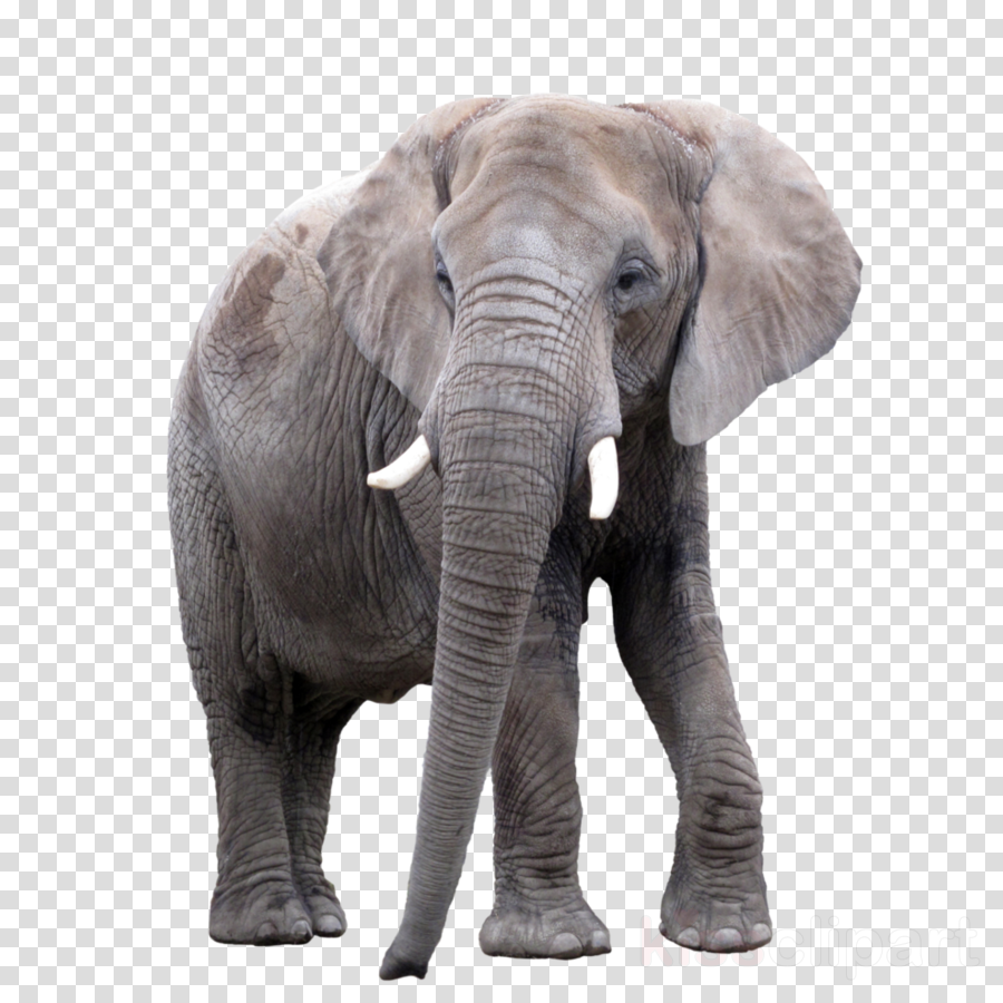 Medieval Door Texture Clipart Texture Mapping Zbrush (900x900), Png Download