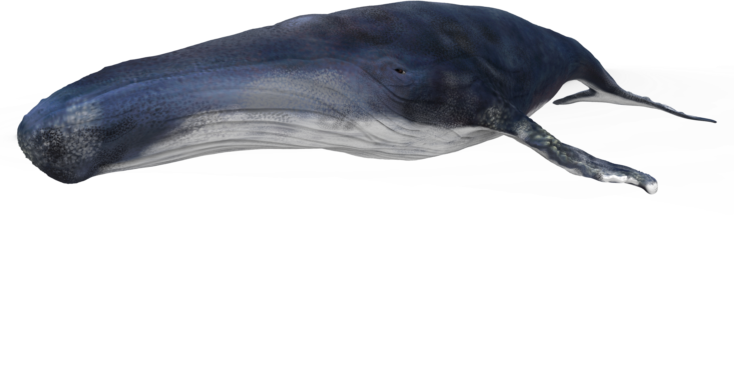 Whale 3d Model (2560x1730), Png Download