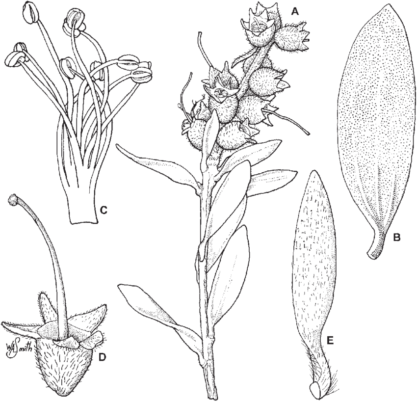 Branchlet With Young Infructescence ×3 (850x819), Png Download