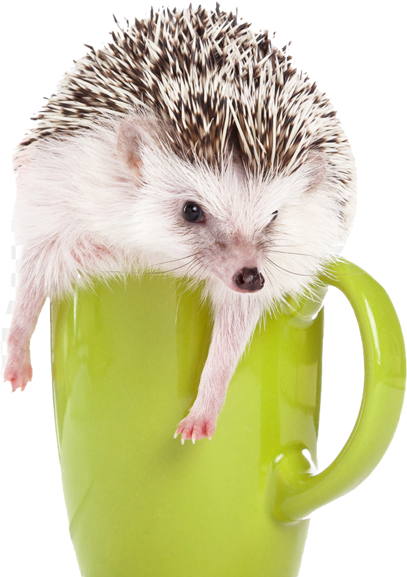 Hedgehog Png (900x880), Png Download