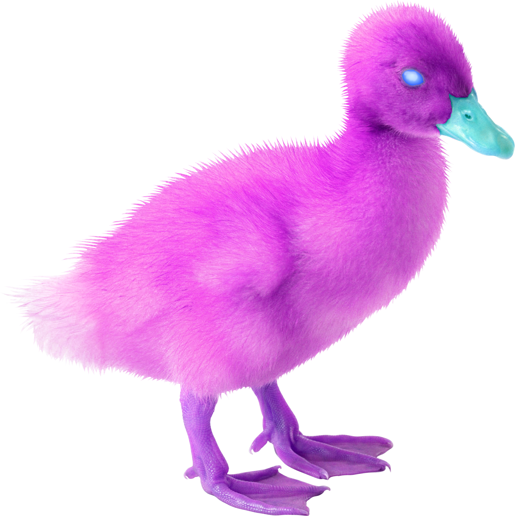 Omega Duck (1663x1667), Png Download