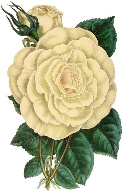 Be Not Afraid Of The Unthinkiable Within You - Botanical White Rose Png (433x640), Png Download