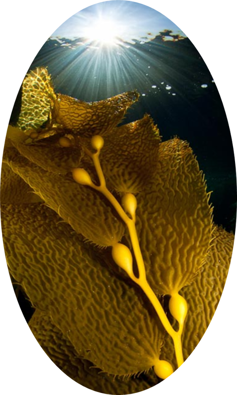 Introduction - Seaweed (480x800), Png Download