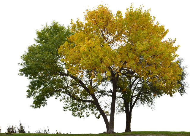 Forest (640x459), Png Download