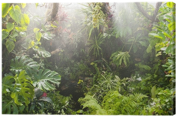 Tropical Forest Background (400x400), Png Download