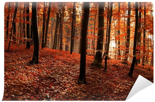 Forest (400x400), Png Download