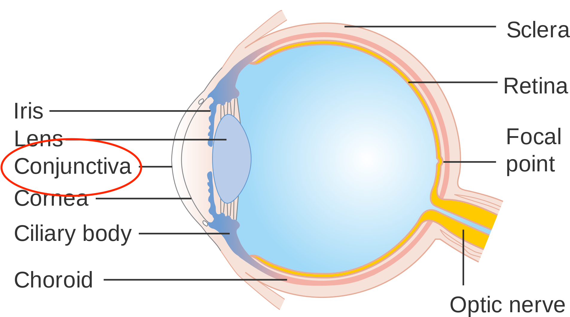 Lebron's Injury Happened Under The Conjunctiva Hence, - Eye (2000x1275), Png Download