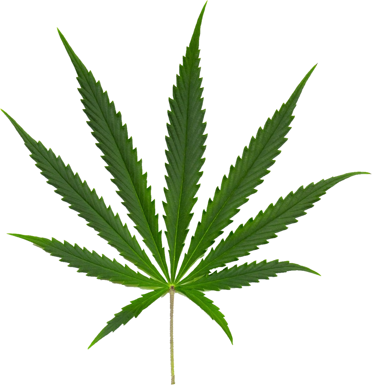 Cannabis Sativa (1191x1234), Png Download