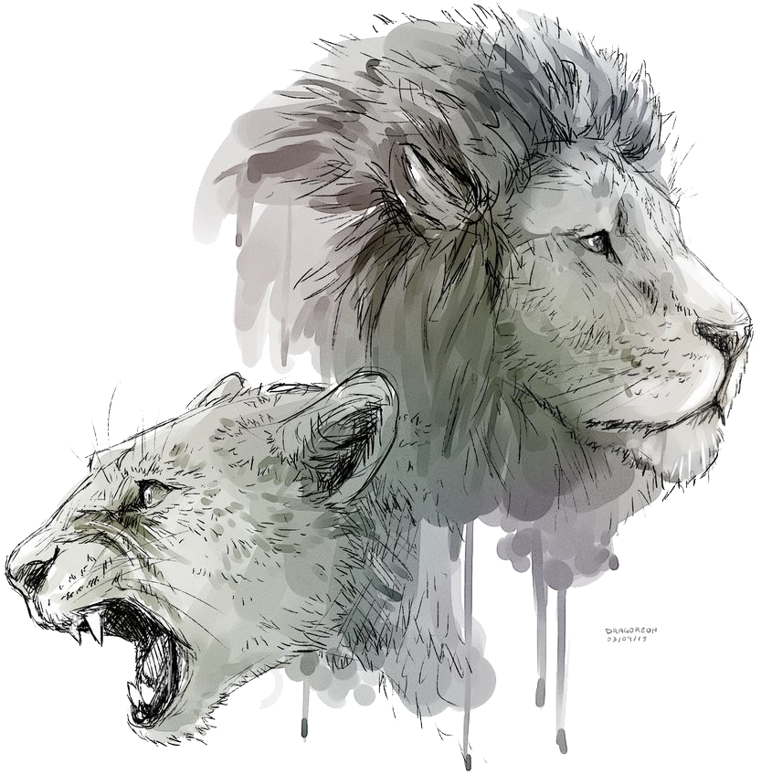Lioness Roar Transparent Background - Lion And Lioness Drawing (894x894), Png Download