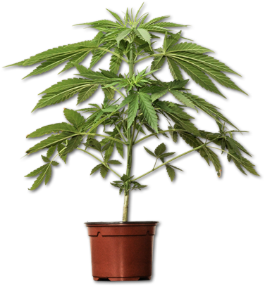 Marijuana Plant - Transparent Cannabis Plant Png (376x407), Png Download