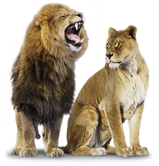Lion And Lioness Png (441x341), Png Download