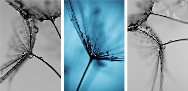 Komplex Vászonkép Pitypang Triumvirátus 155x75cm - Canvas Print (600x600), Png Download