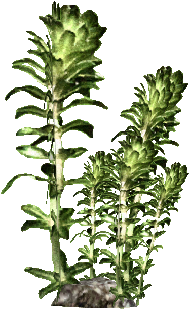 Kelp - Kelp Png (610x610), Png Download