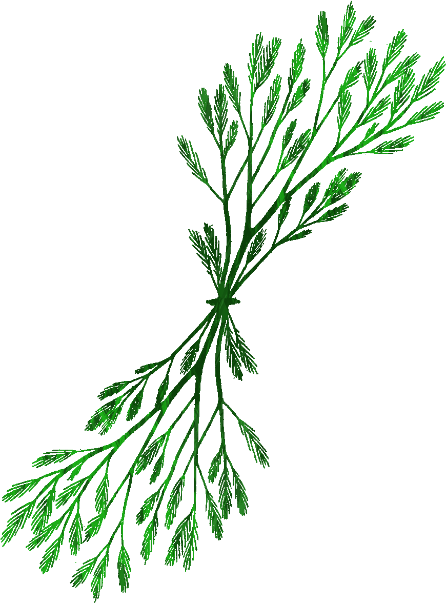 Kelp Clipart At Getdrawings - Drawing (1199x1200), Png Download