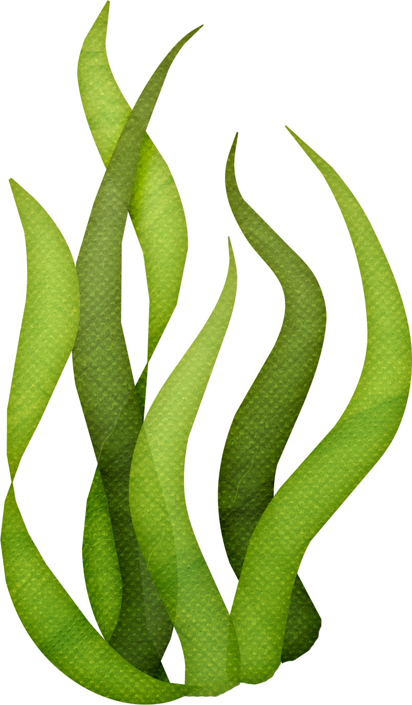 Svg Transparent Library Seaweed Algae Clip Art Ocean - Seaweed Clipart (804x1374), Png Download