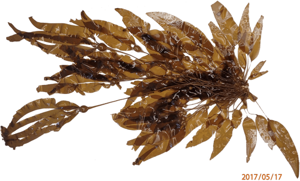 An Experimental Replicate Recovered From A 2017 Enhancement - Bullwhip Kelp (592x358), Png Download