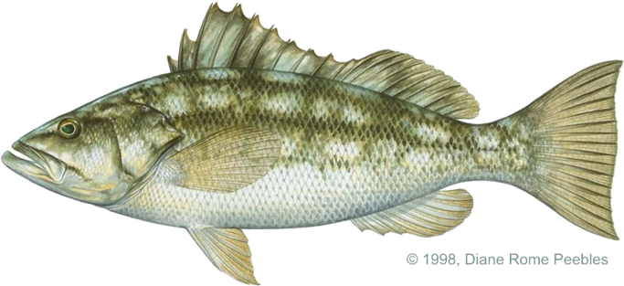 All-tackle World Records - Calico Bass (720x343), Png Download