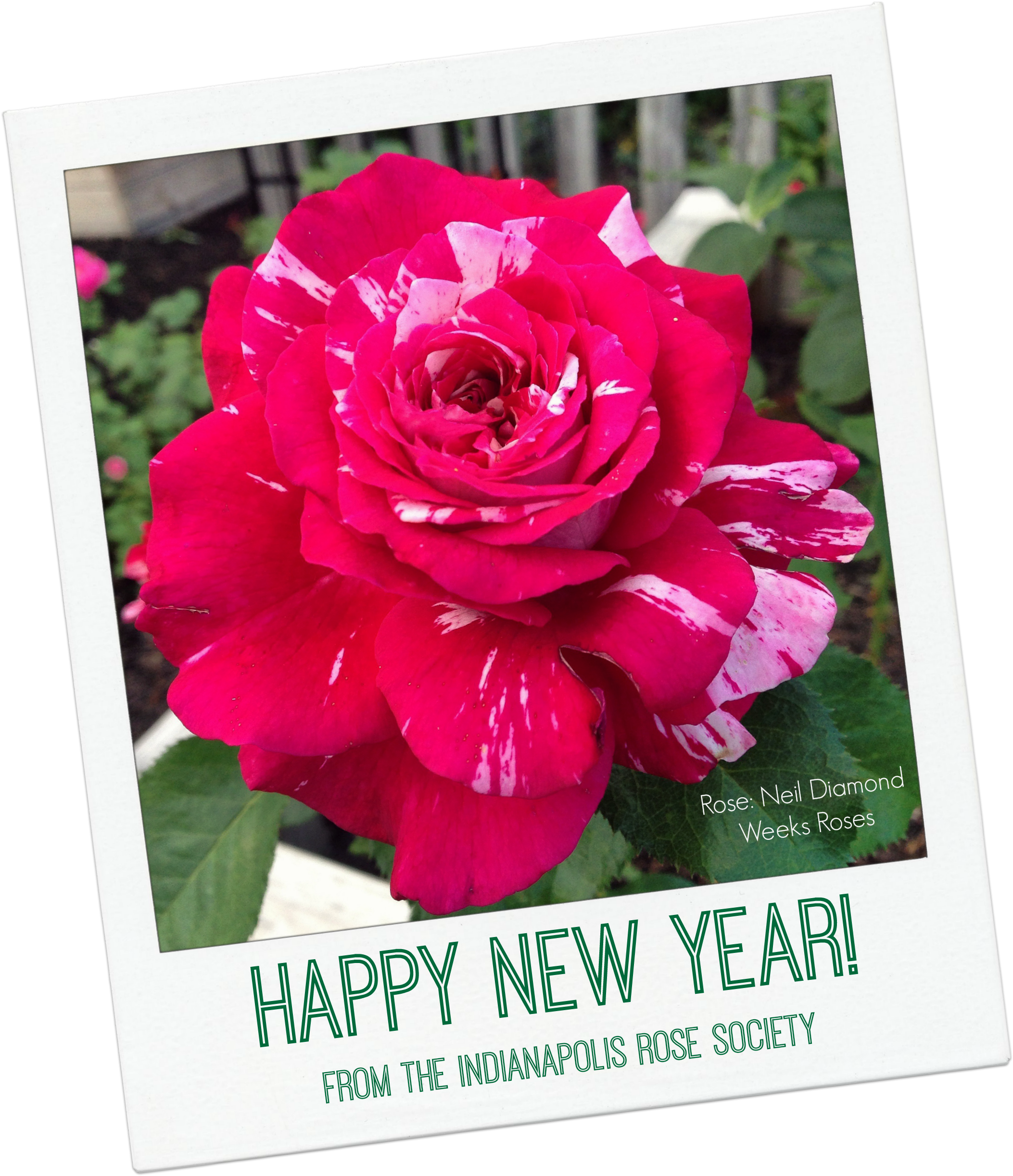 Irs Happy New Year - Happy New Year With Rose (2127x2459), Png Download