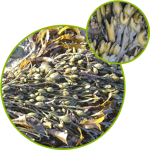 Bladderwrack Seaweed Kelp Extract - Fucus Vesiculosus (500x500), Png Download