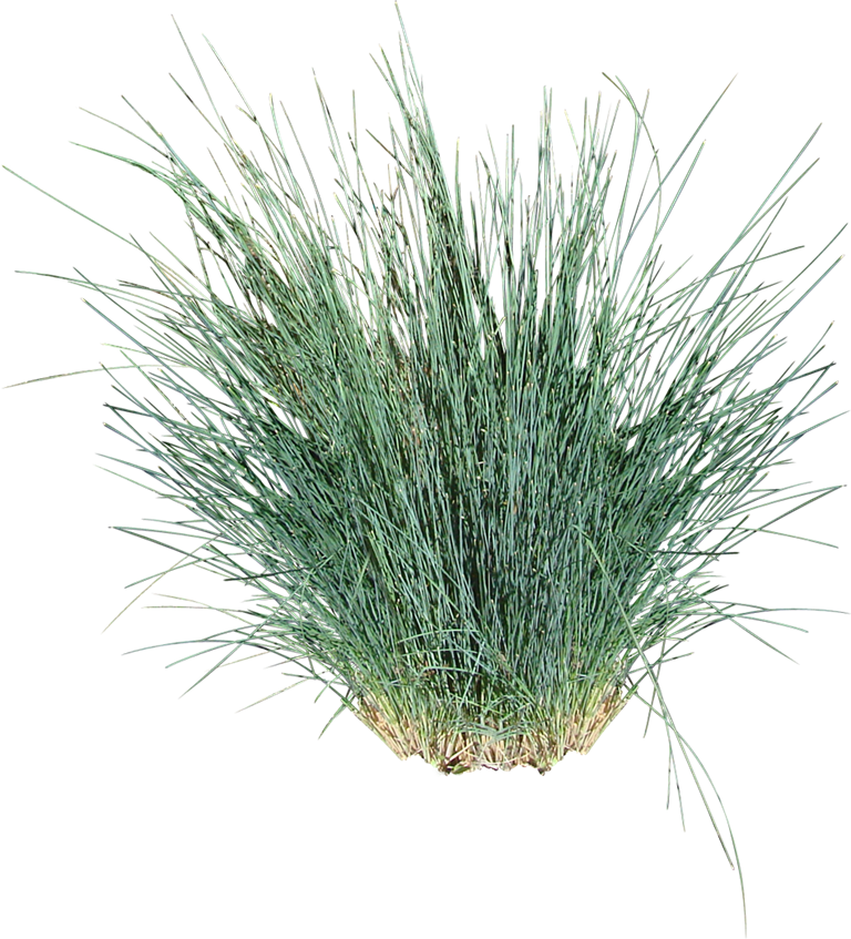 Kingsdale® - Ornamental Grass Cut Out (768x847), Png Download