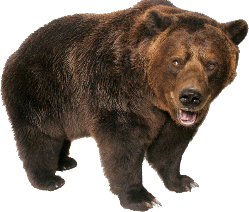 Grizzly Bear Standing Png Image - Grizzly Bear Transparent Background (750x639), Png Download