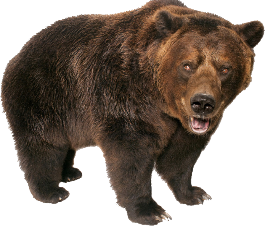 Download Grizzly Bear Standing Png Image - Grizzly Bear Transparent