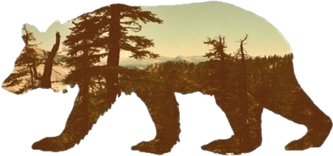 #tumblr - Bear Silhouette (500x500), Png Download