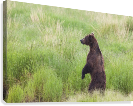 Grizzly Bear Standing On It's Hind Legs To Get A View - Posterazzi Grizzly Bear (ursus Arctos) Standing On (429x344), Png Download