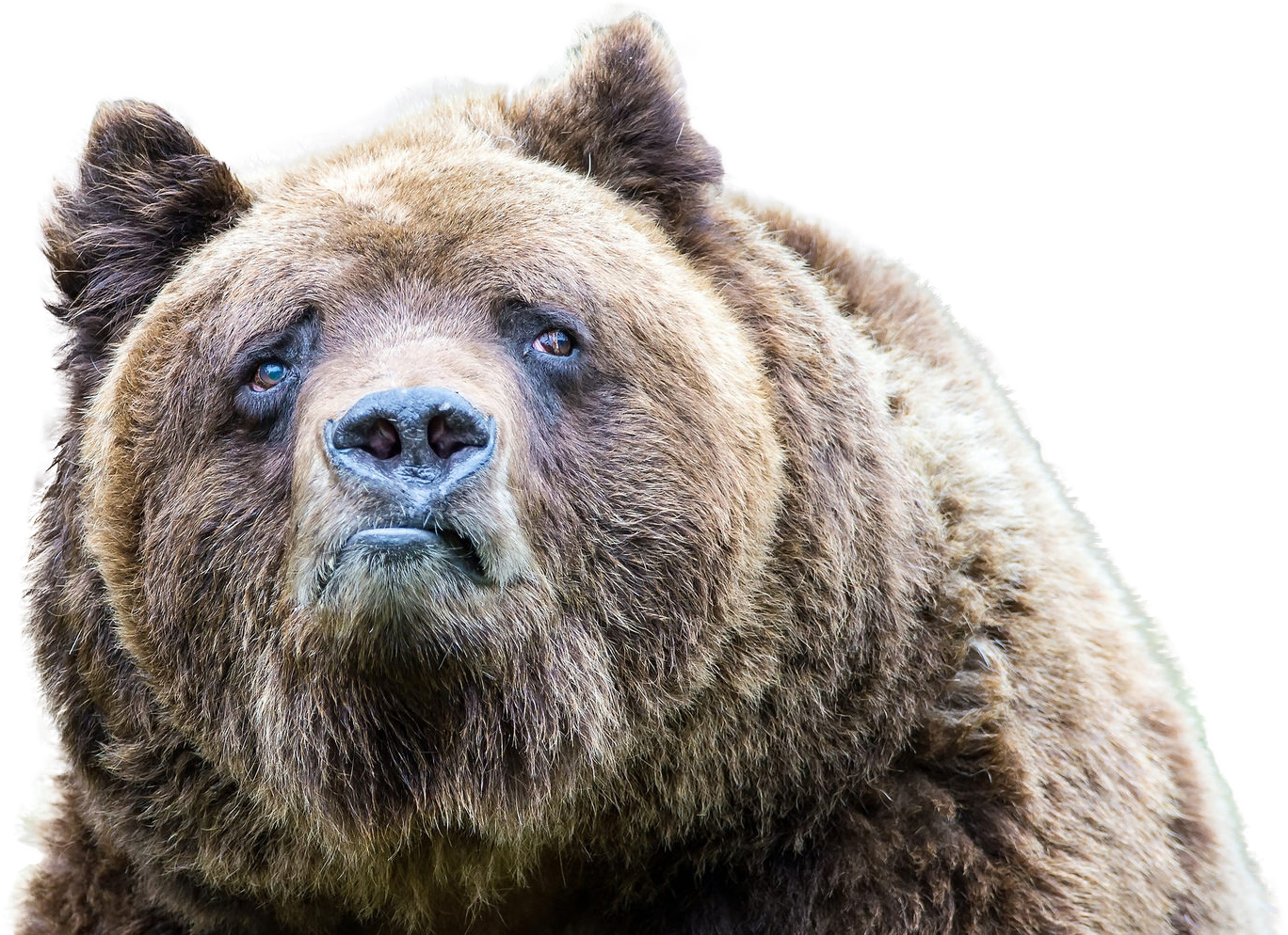 Animalsad Looking Bear - Animali Buffi (1368x994), Png Download