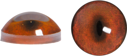 Fox Eyes Transparent Png - Portable Network Graphics (500x500), Png Download