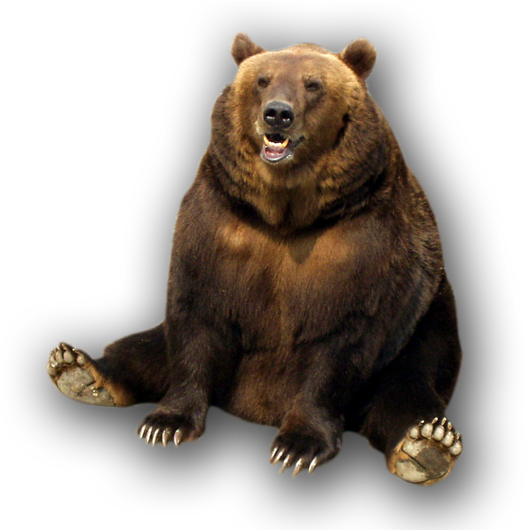 Bear Transparent Png File - Murder Grins And Bears It [book] (533x529), Png Download