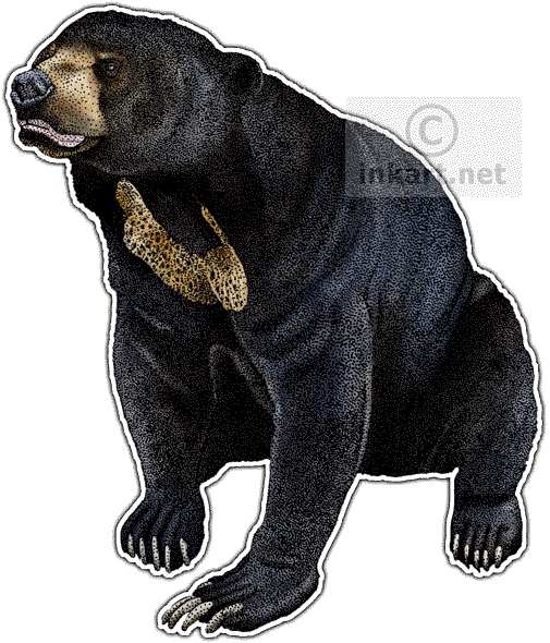 Sun Bear Decal - Malayan Sun Bear Png (505x590), Png Download