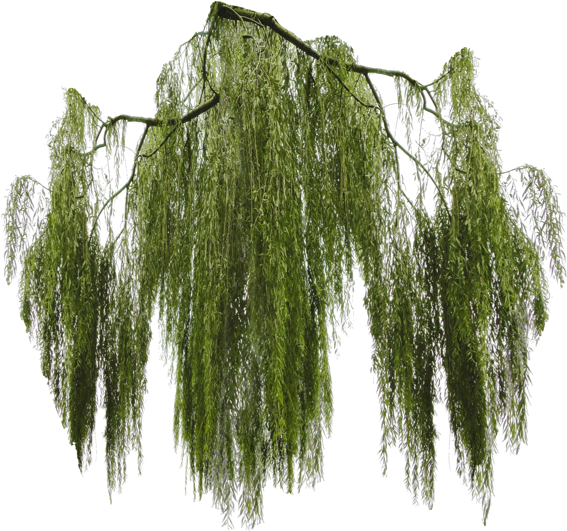Willow Tree Png - Willow Png (1280x1107), Png Download