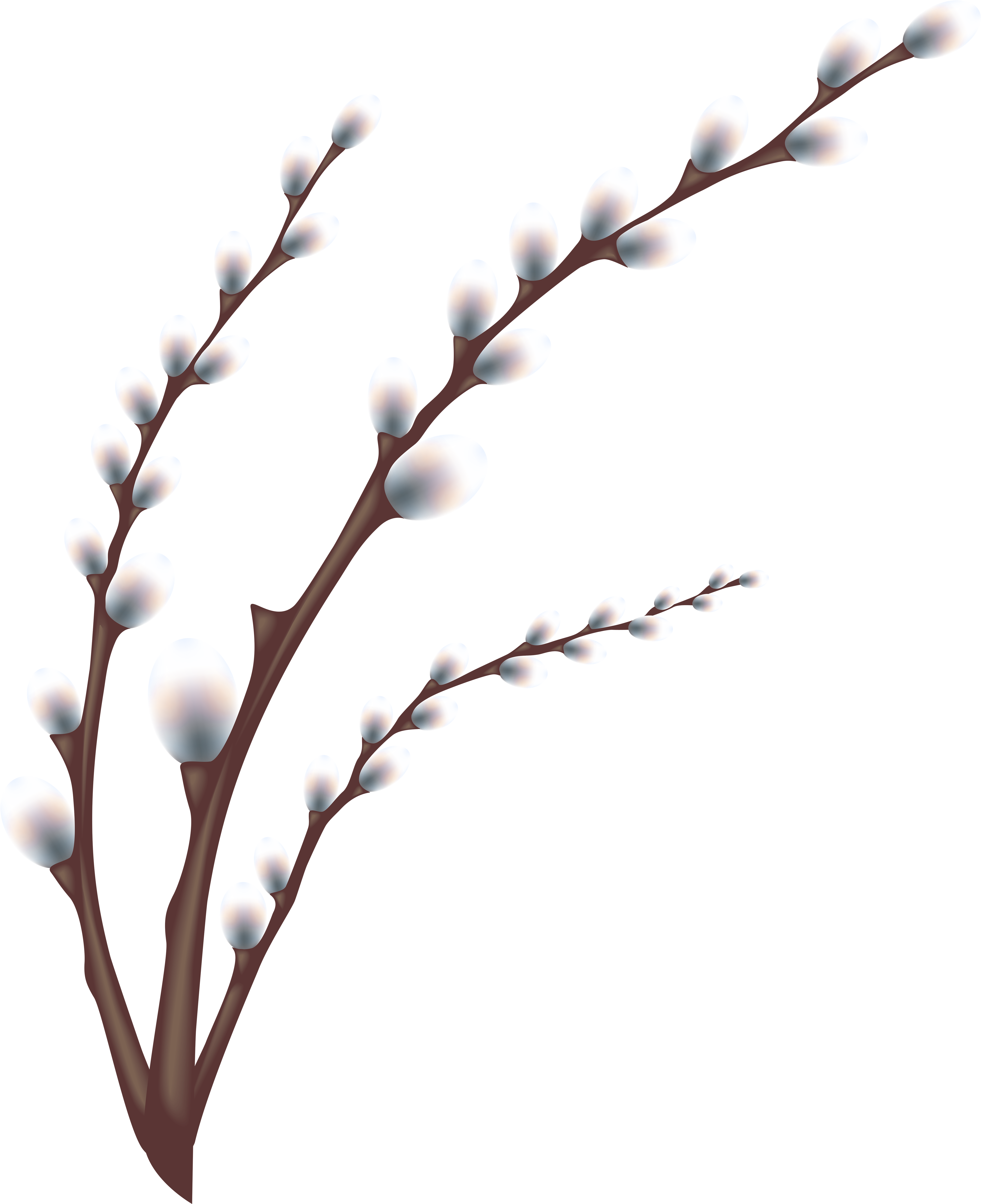 Willow Branch Clip Art (4940x6000), Png Download