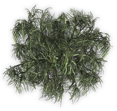 Tree 04small 06 Feb 2009 - Kilogram (400x400), Png Download