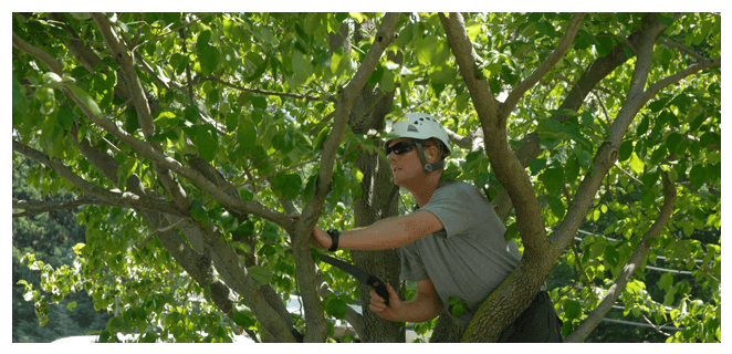 Man Cutting Tree Using Chainsaw - Pruning (970x356), Png Download