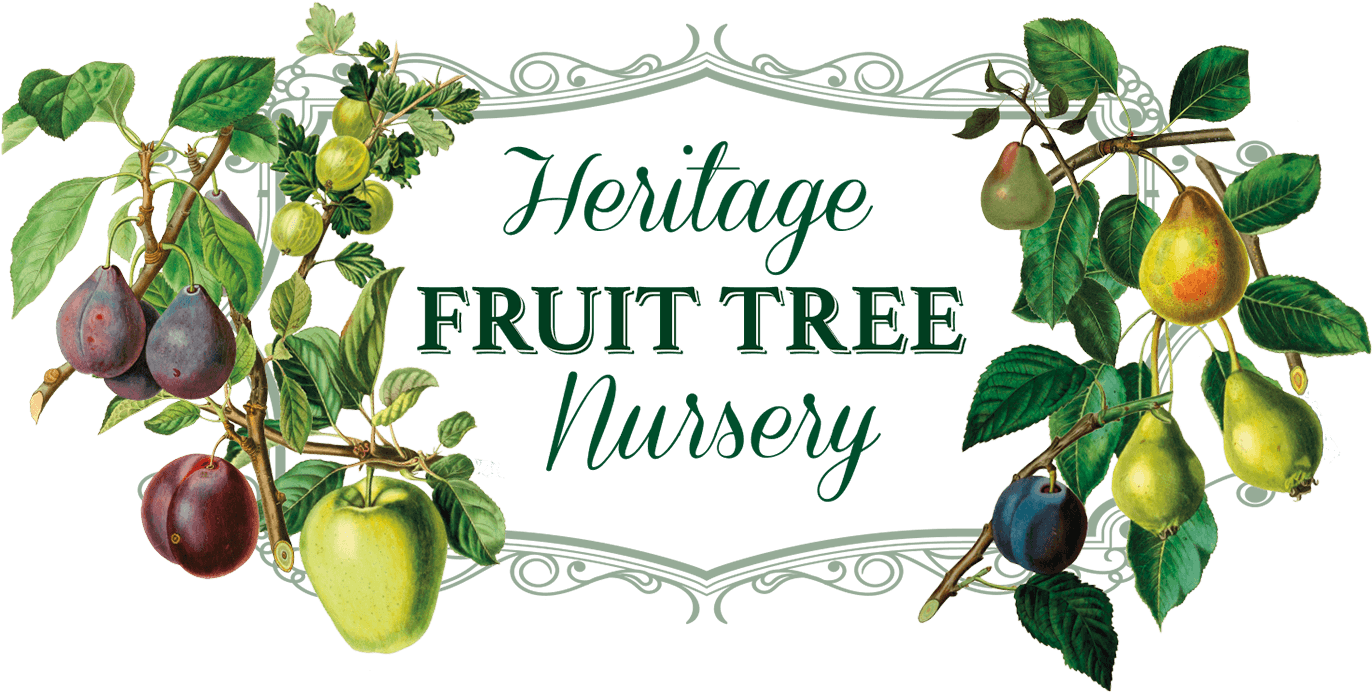 Heritage Fruit Tree Nursery Logo - Giclee Painting: Withers' Imperatrice Plum, Prunus (1400x700), Png Download