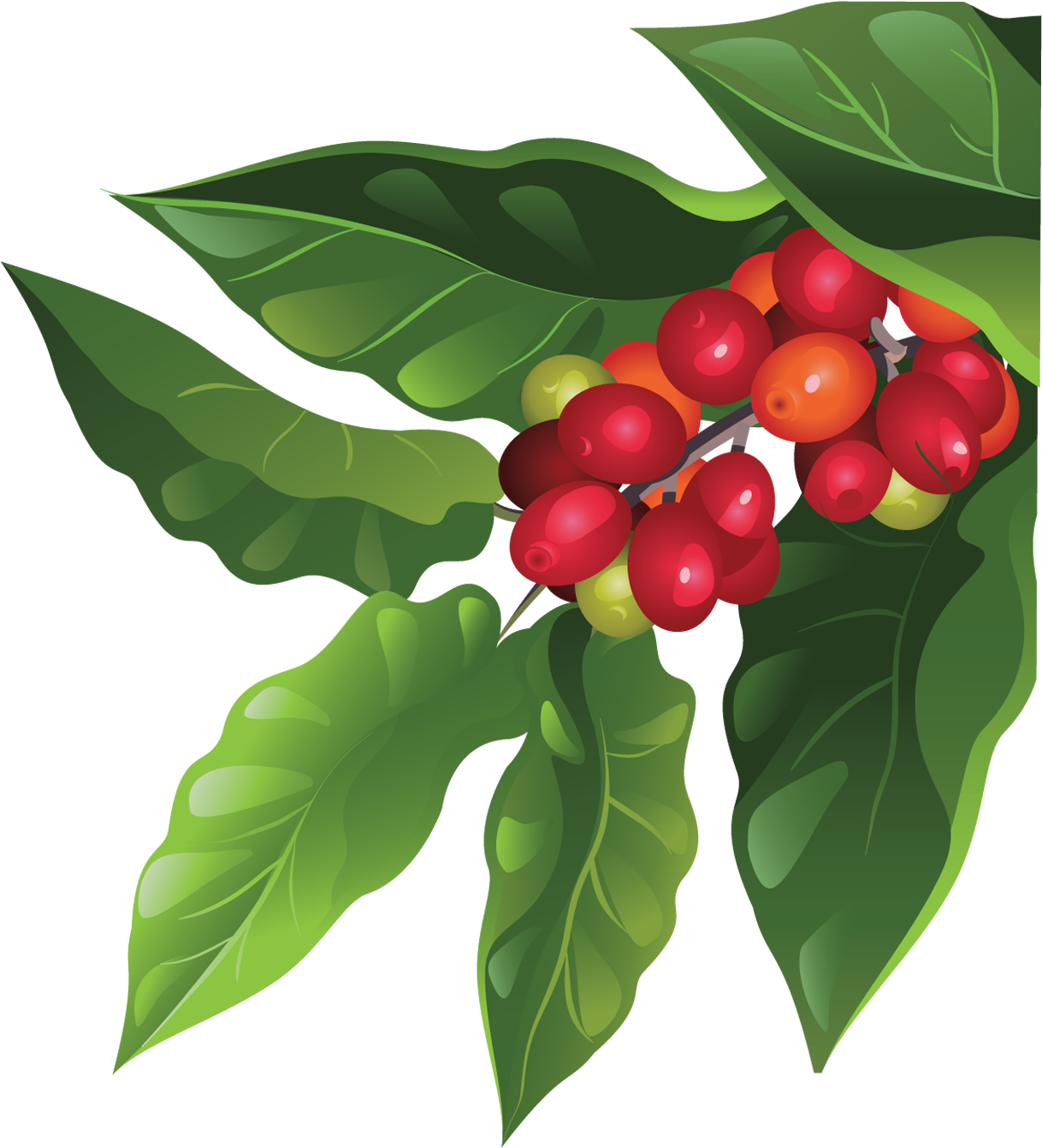 A Tree Isn't Fully Mature Until About 7 Years, But - Coffee Tree Png (1250x1360), Png Download