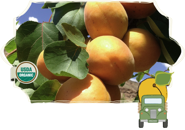 Apricots - Apricot (601x470), Png Download