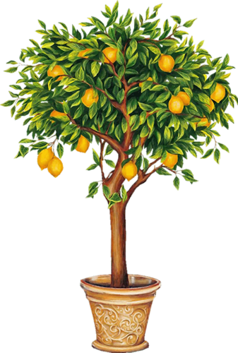 Indoor Citrus And Fruit Trees - Lemon Tree Drawing (337x500), Png Download