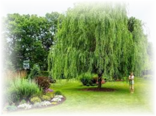 Weeping Willow 'babylonica' - Weeping Willow In The Yard (500x374), Png Download