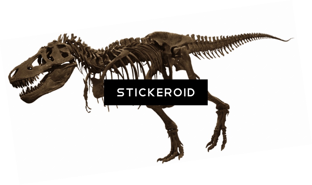 T-rex Skelet (1083x643), Png Download