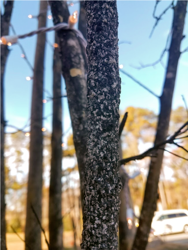 Insects On Branch (1920x869), Png Download