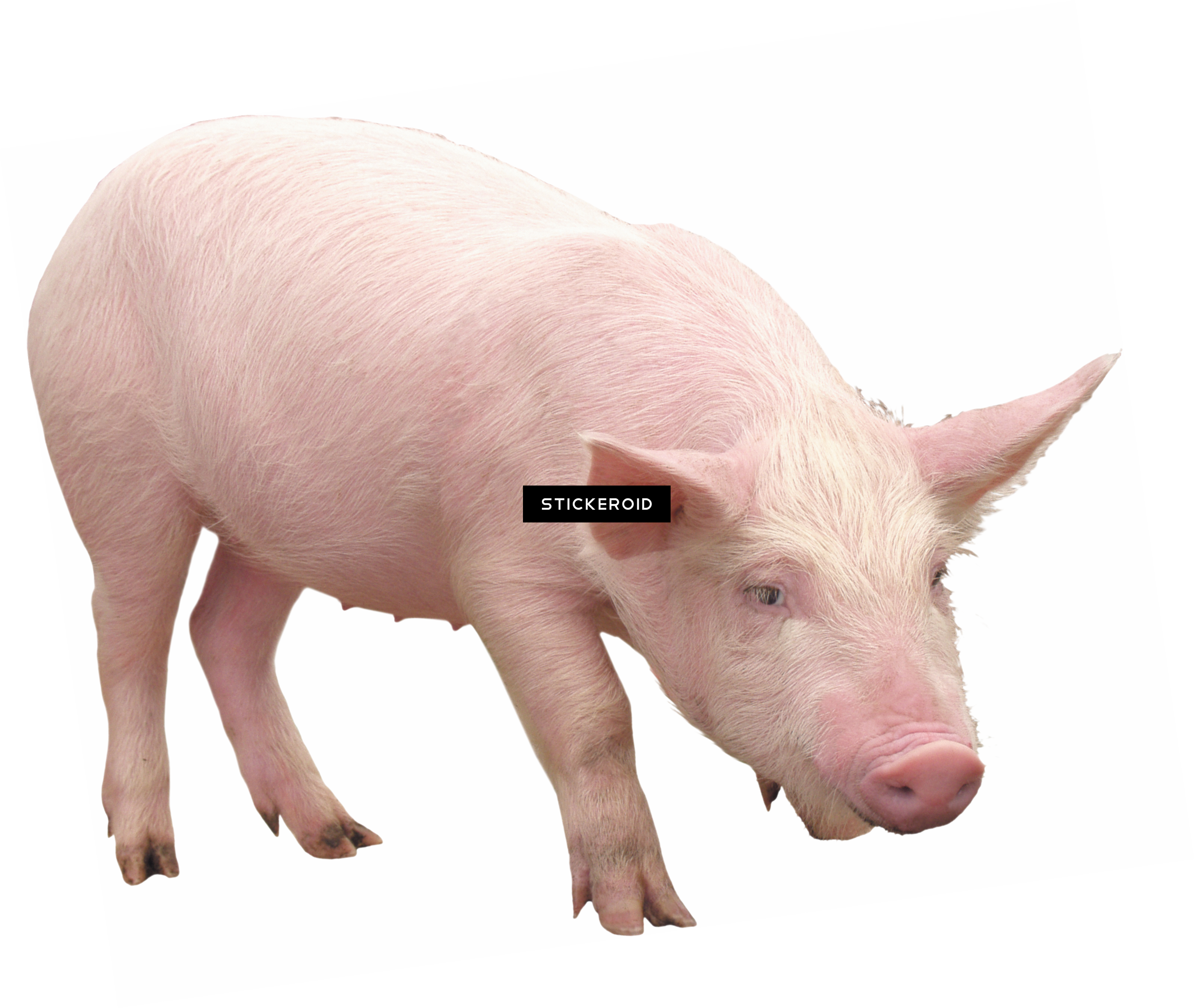 Pig (2911x2458), Png Download