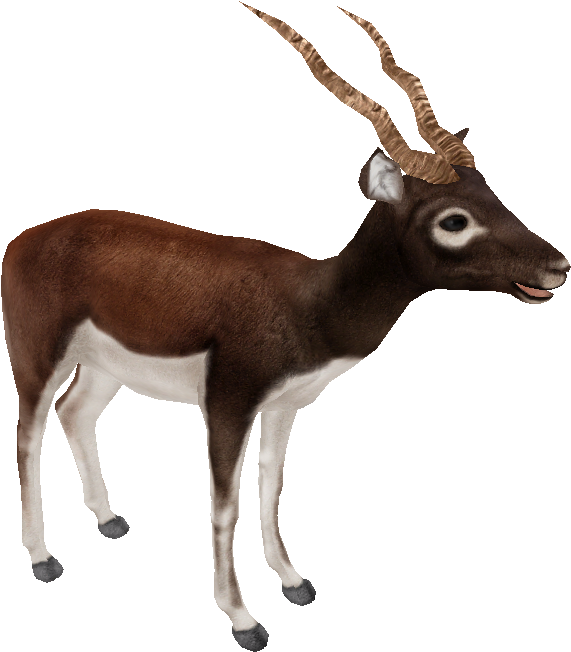 Blackbuck (700x662), Png Download