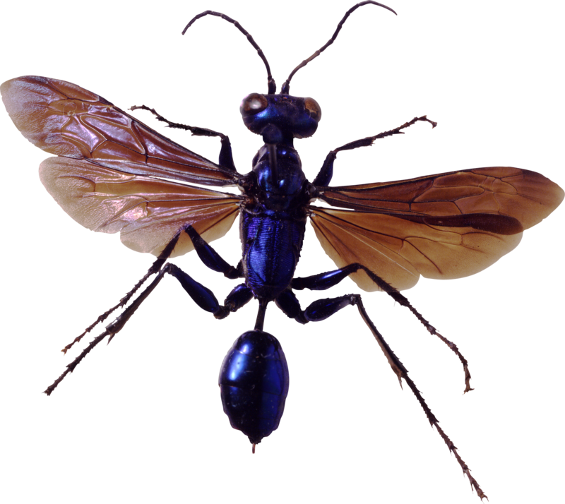 Bug Png Image, Download Png Image With Transparent (800x714), Png Download