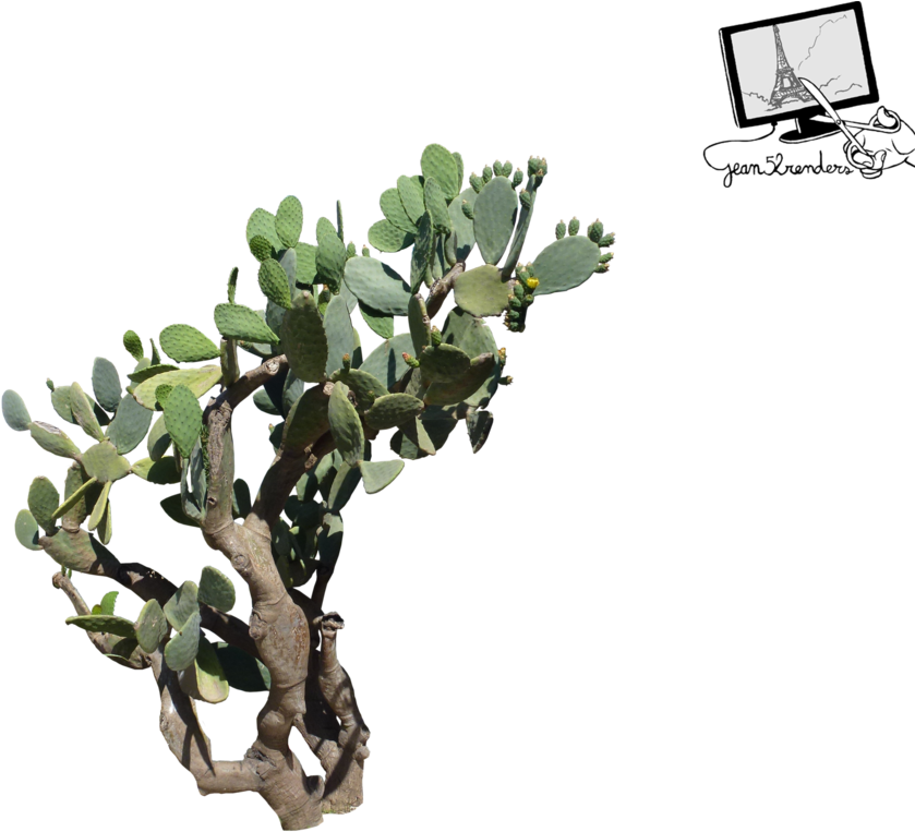 Fig Tree Png (1024x768), Png Download