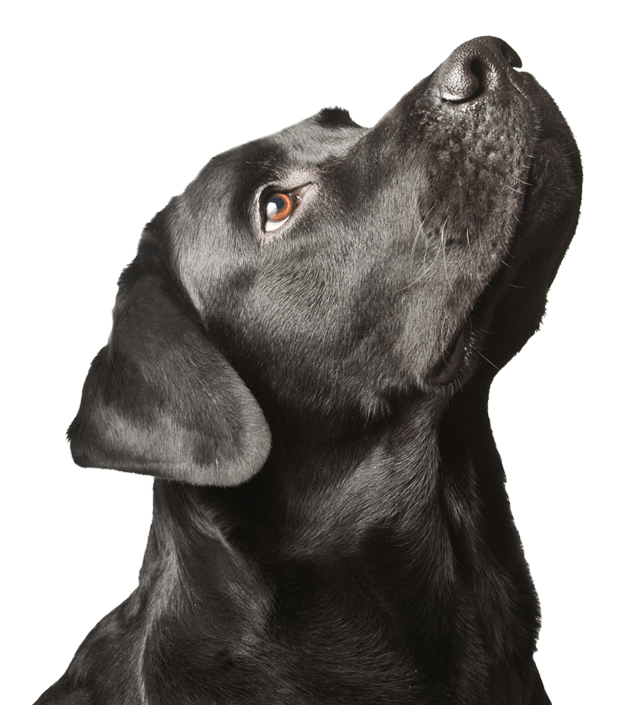 We Treat Cats And Dogs (665x706), Png Download